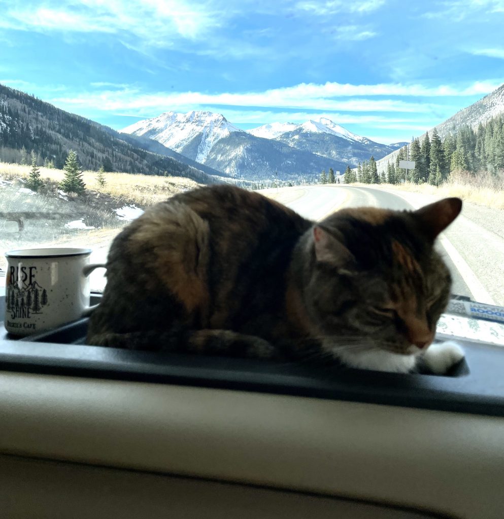 a cat sitting on the dashboard of a motor home